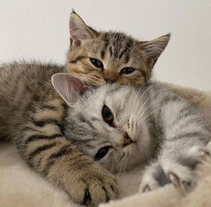 UsaPersianCatL1's tweet photo. #cats #CatsOnTwitter #CatsofTwittter #catecoin #catlover #CATGIRLCOIN #cat #catboy https://t.co/LsXFbmUyxx