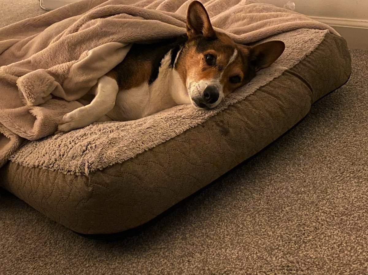 The goodest of corgis is finally home from a rough day at the emergency vet