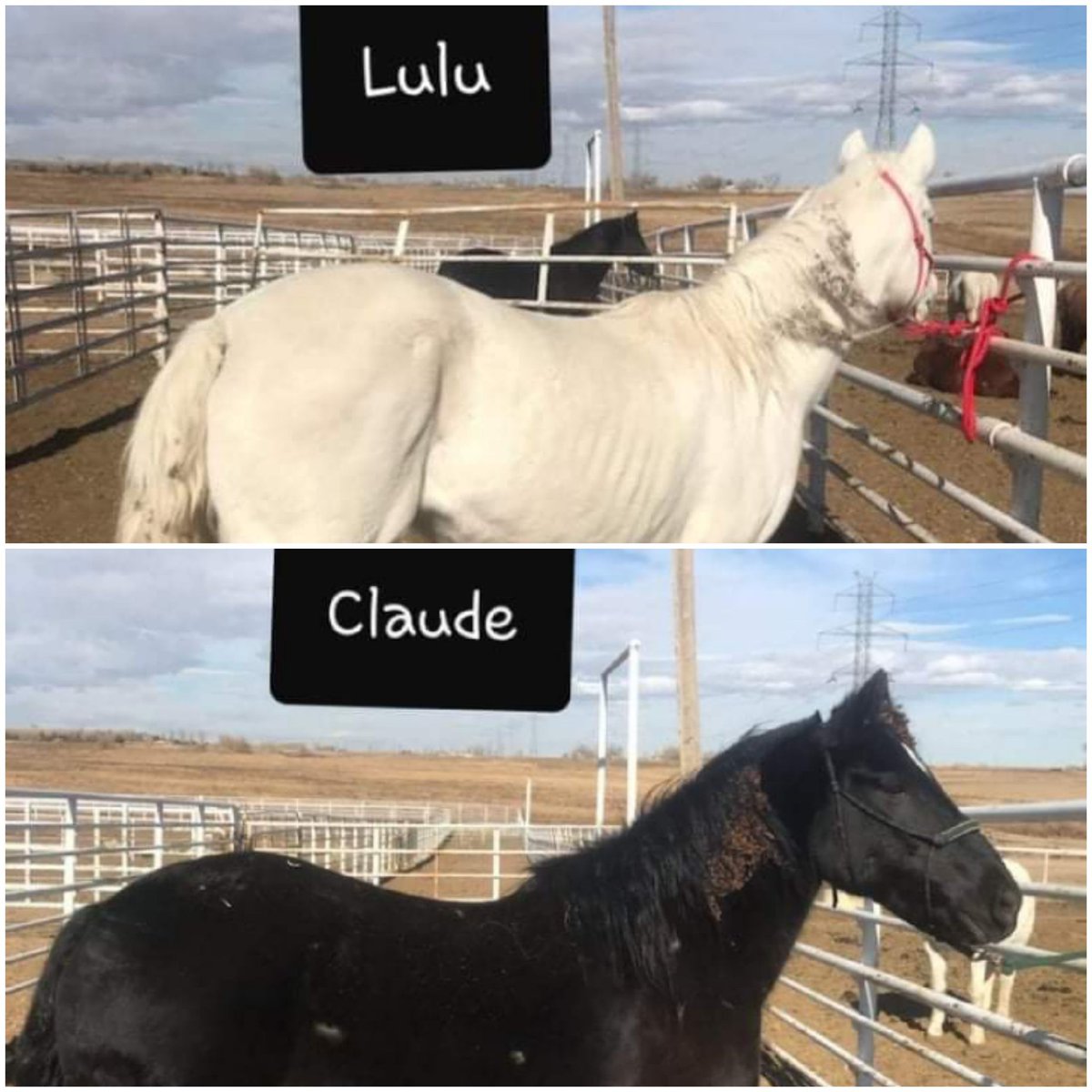 ArrowEquine's tweet photo. 💥#MUSTANG #RESCUE
THE FABRIZIUS 5➡️BLM AMERICAN #MUSTANGS💞 R IN BIG TROUBLE IN A KP‼️🐴
"HELP US STAY OFF MEAT TRUCK
❌4,240.07 MORE 🥕NEEDED🙏
⚜STELLA⚜⚜FOURTY⚜
⚜COSMO⚜⚜CLAUDE⚜
⚜LULU⚜
✔CHECK FRIENDS &amp; FAMILY OPTION❌NOTE FOR MUSTANGS‼️PAYPAL: https://t.co/NBlseT6YLe https://t.co/tMptm5je9a