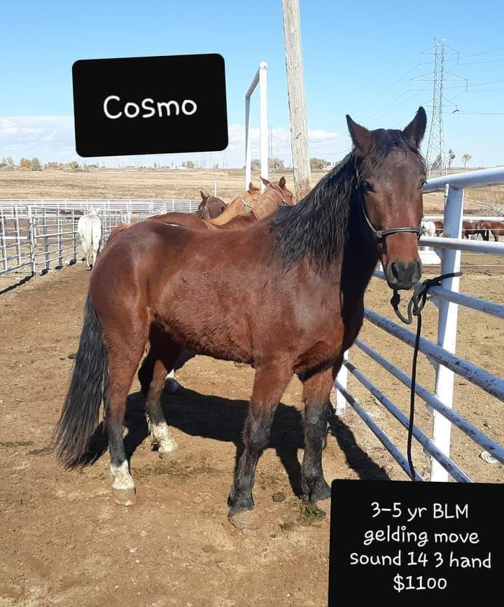 ArrowEquine's tweet photo. 💥#MUSTANG #RESCUE
THE FABRIZIUS 5➡️BLM AMERICAN #MUSTANGS💞 R IN BIG TROUBLE IN A KP‼️🐴
"HELP US STAY OFF MEAT TRUCK
❌4,240.07 MORE 🥕NEEDED🙏
⚜STELLA⚜⚜FOURTY⚜
⚜COSMO⚜⚜CLAUDE⚜
⚜LULU⚜
✔CHECK FRIENDS &amp; FAMILY OPTION❌NOTE FOR MUSTANGS‼️PAYPAL: https://t.co/NBlseT6YLe https://t.co/tMptm5je9a