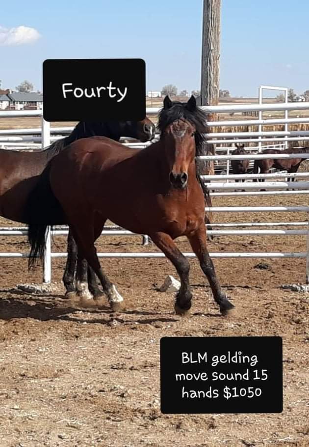 ArrowEquine's tweet photo. 💥#MUSTANG #RESCUE
THE FABRIZIUS 5➡️BLM AMERICAN #MUSTANGS💞 R IN BIG TROUBLE IN A KP‼️🐴
"HELP US STAY OFF MEAT TRUCK
❌4,240.07 MORE 🥕NEEDED🙏
⚜STELLA⚜⚜FOURTY⚜
⚜COSMO⚜⚜CLAUDE⚜
⚜LULU⚜
✔CHECK FRIENDS &amp; FAMILY OPTION❌NOTE FOR MUSTANGS‼️PAYPAL: https://t.co/NBlseT6YLe https://t.co/tMptm5je9a
