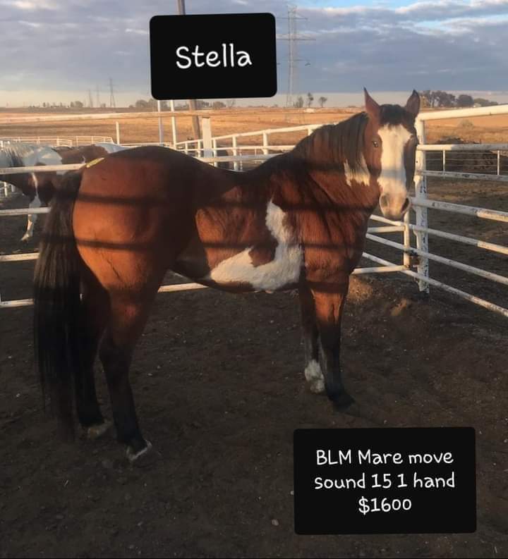 ArrowEquine's tweet photo. 💥#MUSTANG #RESCUE
THE FABRIZIUS 5➡️BLM AMERICAN #MUSTANGS💞 R IN BIG TROUBLE IN A KP‼️🐴
"HELP US STAY OFF MEAT TRUCK
❌4,240.07 MORE 🥕NEEDED🙏
⚜STELLA⚜⚜FOURTY⚜
⚜COSMO⚜⚜CLAUDE⚜
⚜LULU⚜
✔CHECK FRIENDS &amp; FAMILY OPTION❌NOTE FOR MUSTANGS‼️PAYPAL: https://t.co/NBlseT6YLe https://t.co/tMptm5je9a