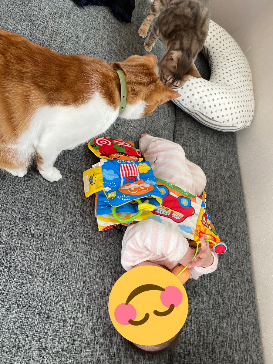 ruby_0726's tweet photo. 全員集合😆❣️

#ベンガル
#茶白猫
#猫
#赤ちゃん
#猫のいる暮らし https://t.co/6o66cojHcI