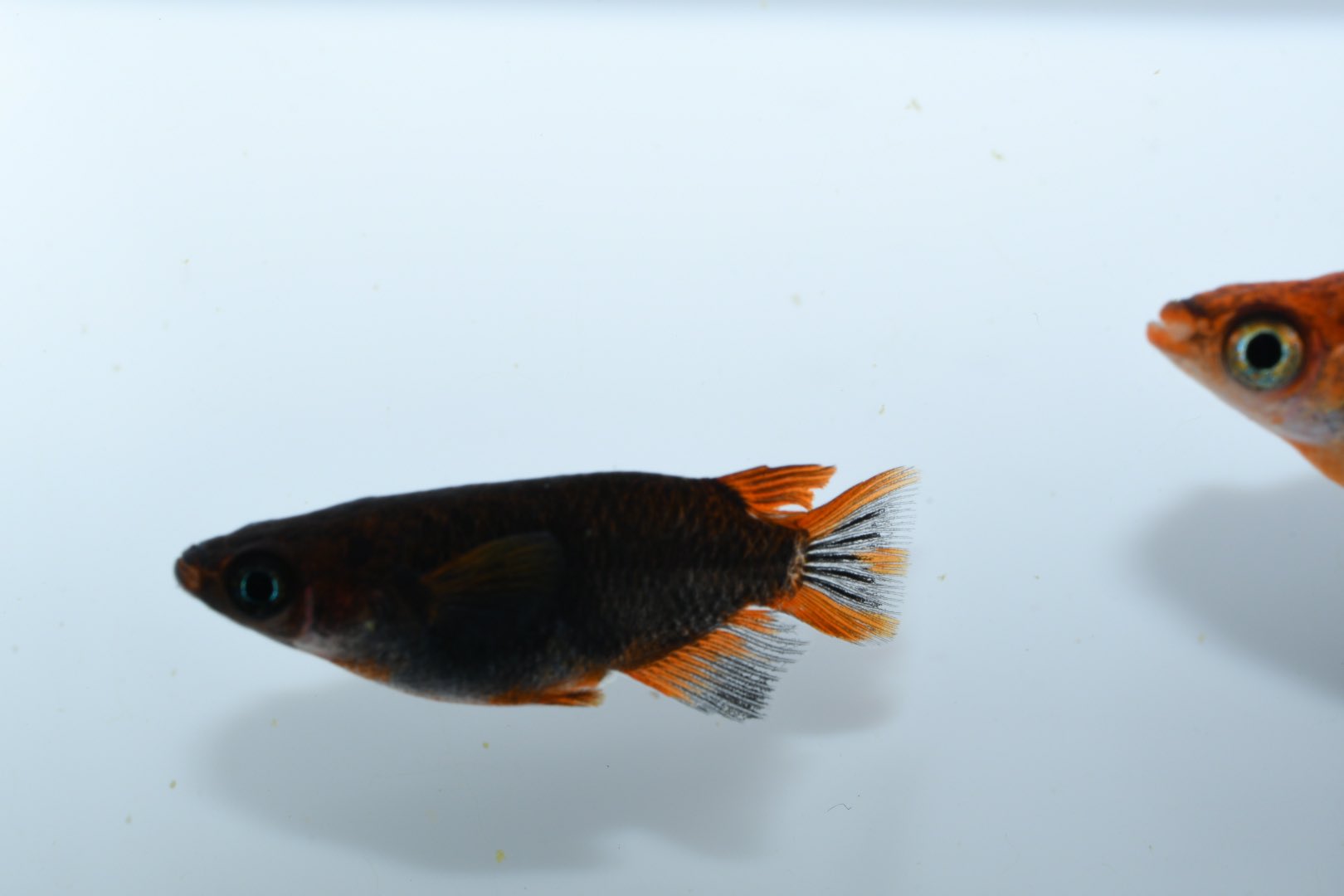 水兵メダカ 五式r半ダルマ ショート 若魚販売中です めだか めだか飼育 めだか初心者 めだか好きと繋がりたい めだか販売 熊本 やつしろ 水兵メダカ 五式タイプr ダルマメダカ T Co Rjiw2qisaj Twitter