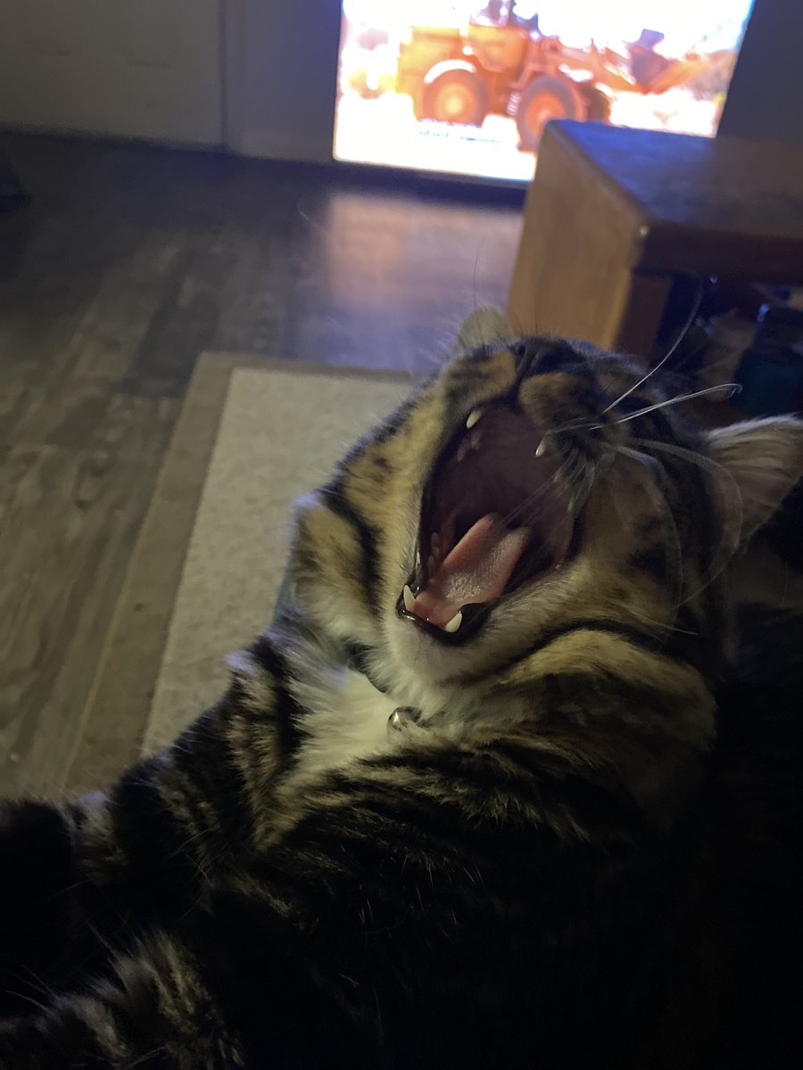 Bigdave1001's tweet photo. Yaaaaawn! #CatsofTwitter https://t.co/PU4kFgxA6T