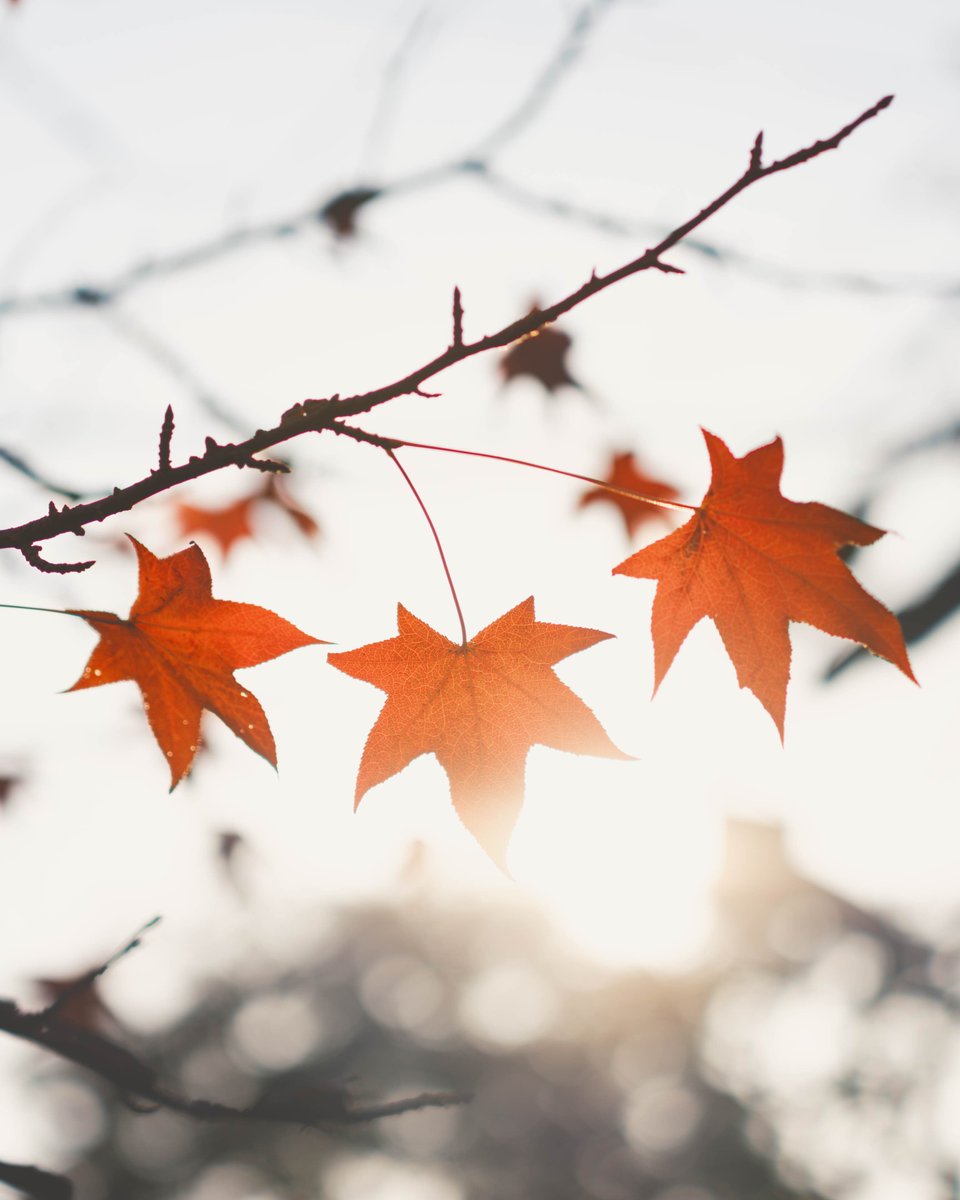 Autumn leaves
紅葉

Camera:FUJIFILM GFX100S
Lens:GF80mmF1.7 R WR

#autumnleaves #autumn #leaves #fallleaves #leaveschanging #redleaves #yellowleaves #autumncolors #autumnvibes #autumnmood #紅葉 #もみじ #秋 #秋の風景 #秋の空 @FujifilmJP_X @FujifilmX_US