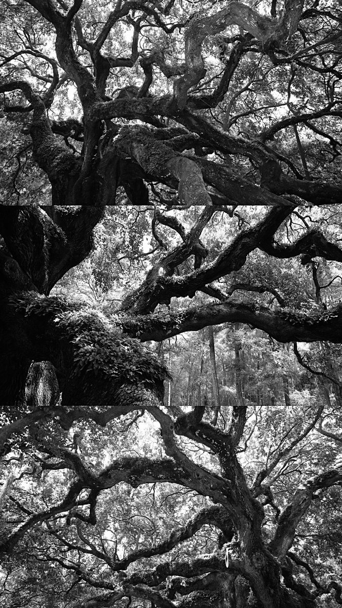 Angel Oak, 2021