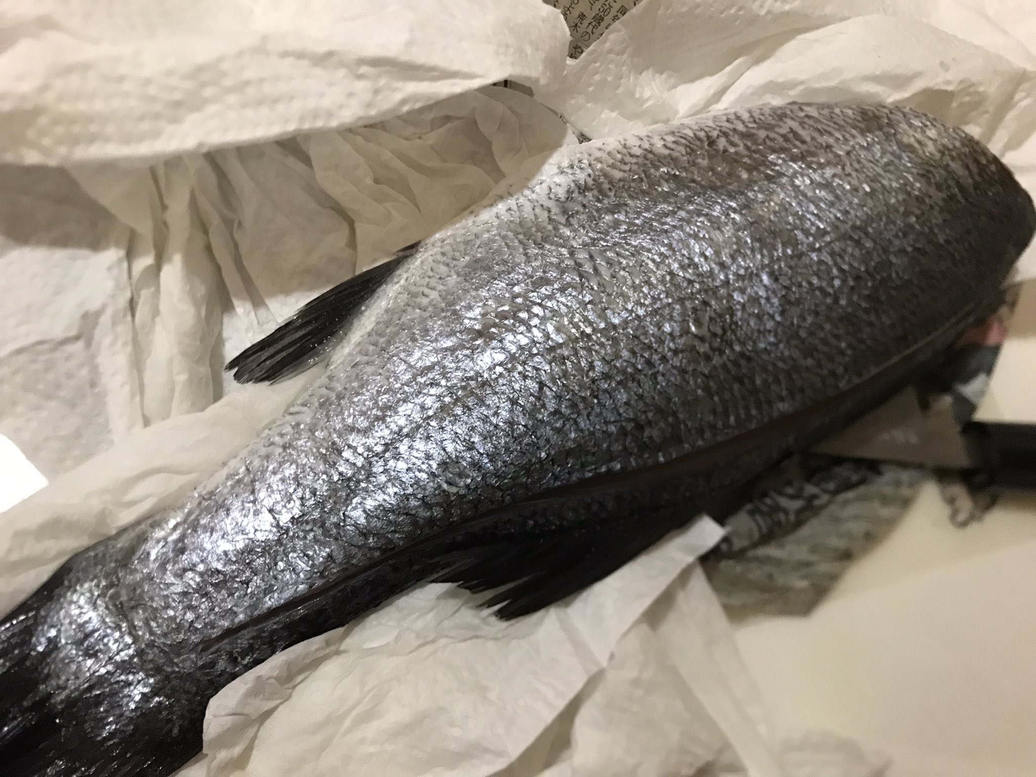 Tak もう春の釣りを楽しまなくちゃ 閲覧注意 横浜産ヒラスズキ 前回はお刺身で食べれたけど 今回は残念ながら寄生虫にやられてました ヒラスズキはマルスズキより 圧倒的に高確率で寄生虫入ってる だから持ち帰るかはかなり悩むん