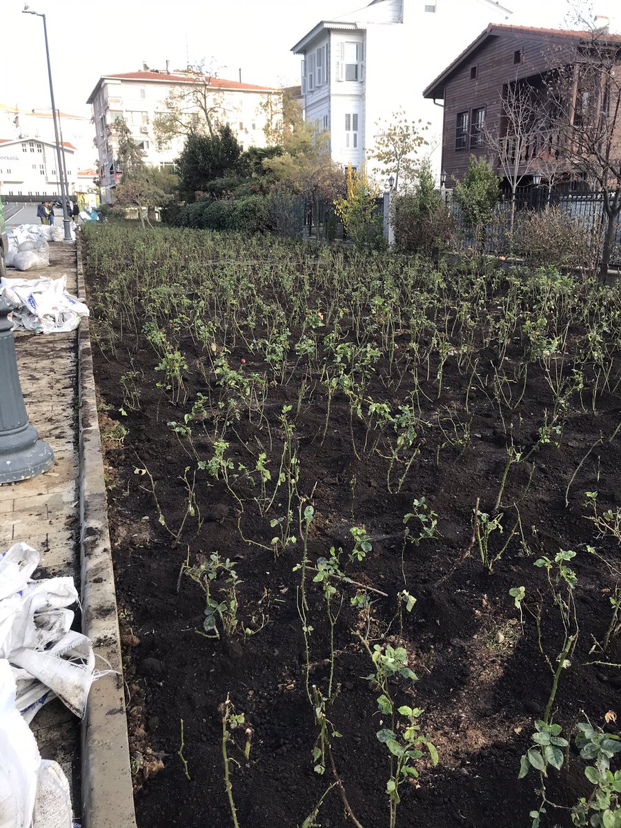 Çok üzgünüm, koruyamadım. Buradan yazdım, Kadıköy Belediyesi ile temas kurdum. Olmadı. Onlarca doğal bitki kesildi, söküldü, tekrar çıkmasınlar diye muhtemelen yabani ot(?) ilacı atıldı, tahminen binden fazla fidanlıkta yetişme tek tip gül dikildi asker gibi. Teşekkürler İBB.