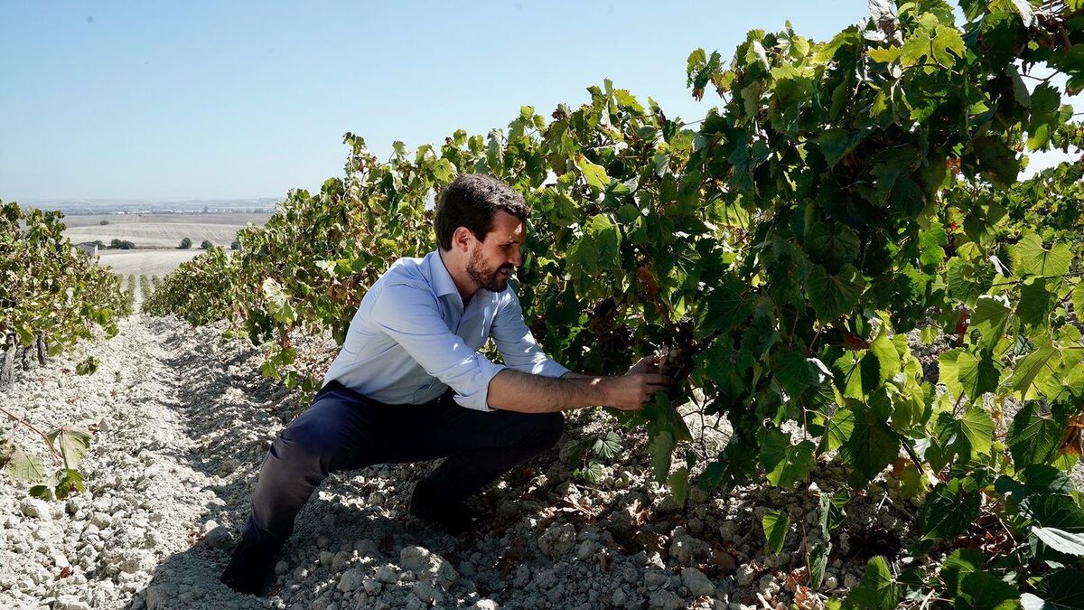 mjosesg's tweet photo. Casado ordeñando uvas https://t.co/bRk3F1GNlQ