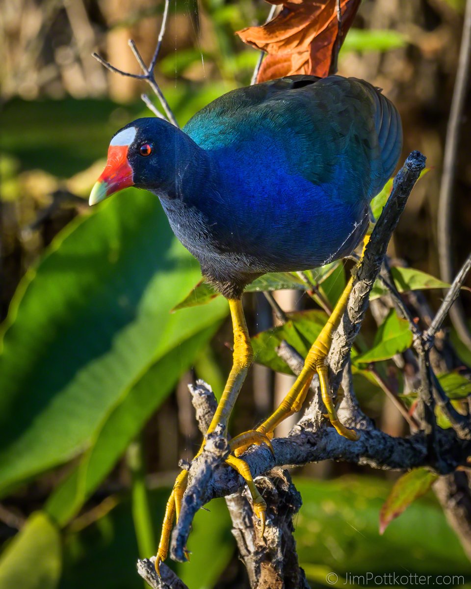All About Birds describes the Purple Gallinule as "...one of the most vividly colored birds in all of North America...cherry red, sky blue, moss green, aquamarine, indigo, violet, and school-bus yellow..." It was such a delight to find and photograph this less common bird. #birds