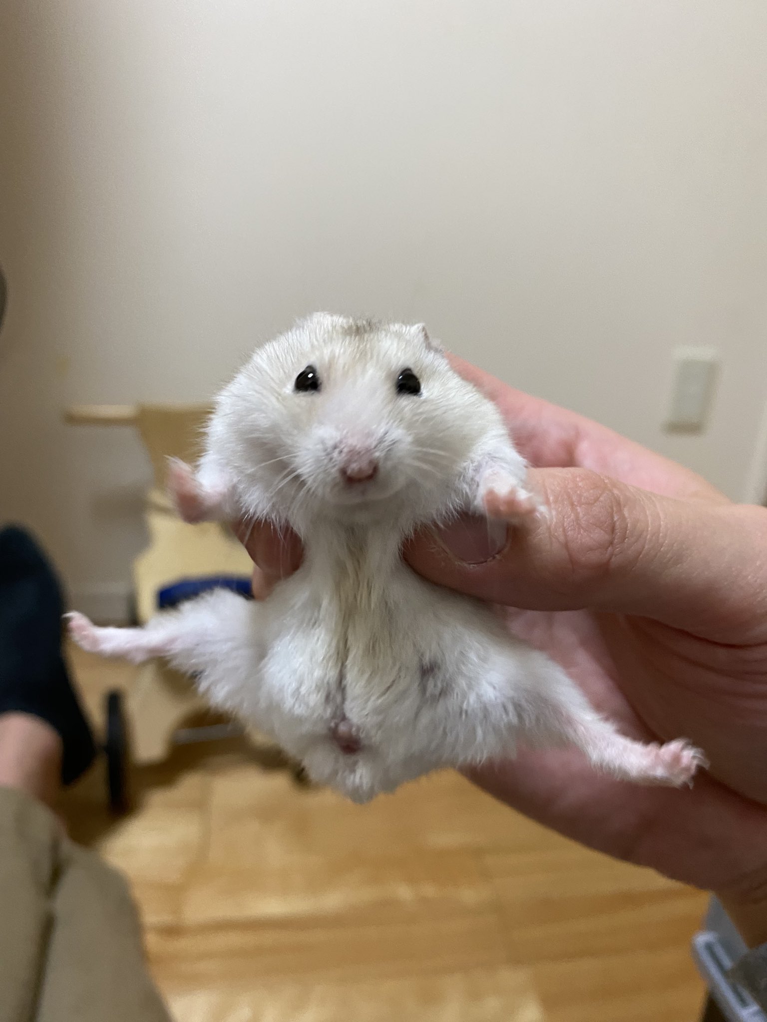 饂飩ハムスター V Twitter イエーイ ドンくんでーす ハムスター ハムスターのいる生活 ハムスター好きと繋がりたい T Co B9opfzokxa Twitter