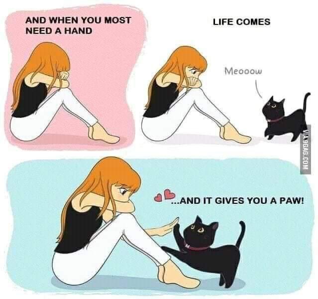 TheodoreSeries's tweet photo. It’s Caturday! 😻 This is so #true ❤️ #love #paw  #paws #lovegivesyouapaw
.
#caturday #catsandbooks #paperclippublishing #cat #cats #catsofinstagram #publishing #author #writer #writersofaz #authorsofaz #book #books #booklover #bookaddict #bookstagram #bookstagrammer https://t.co/Ac17PxLdUg