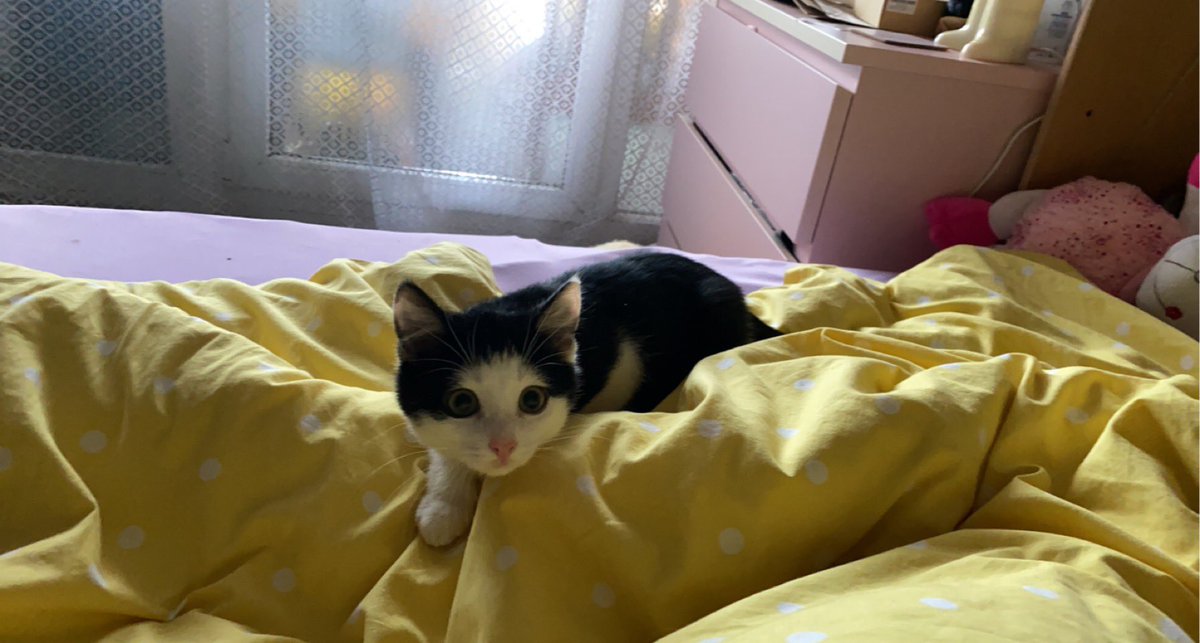 FlamingoEla's tweet photo. #spörty #cat #catMom #cats #catOnTwitter #catInBed #catLove #cute #sweet https://t.co/bsxjkf4UFl