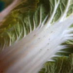 農家の方からの切実なお願い!白菜の『黒い点』は食べてください!