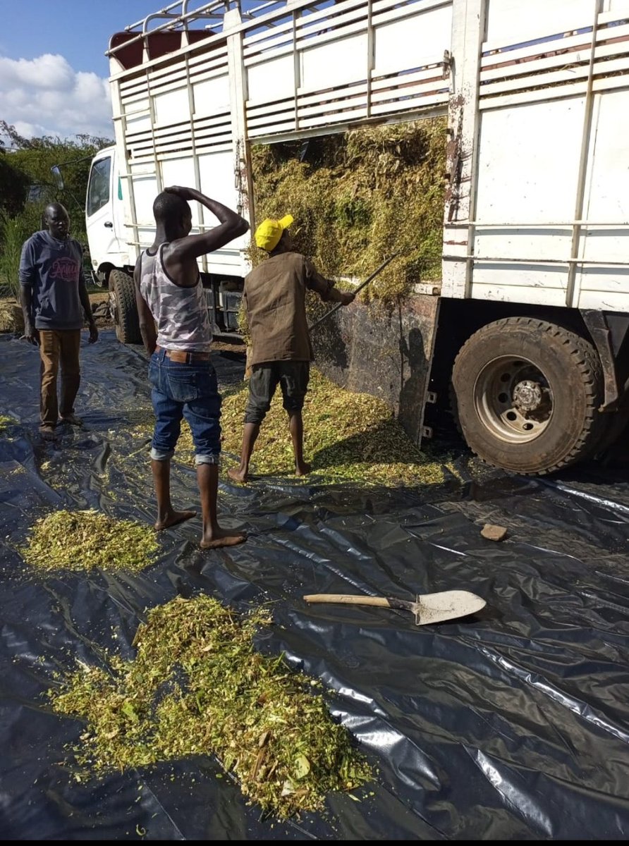 leketetonfarm's tweet photo. Offloading Fresh C🌽rn Silage.

With looming sh🚫rtage of fodder🌾
and ↗️  in prices...stock up now @Kes6/Kg.

 Available 🤗 20t 🚛15t 🚚 10t🛻5t
🚛 Transport Cost dependant on distance.

Call #mattersfodder 0787050782 
            Happy 🐮Happy 👨🏿‍🌾 https://t.co/UYD3jOGKBc