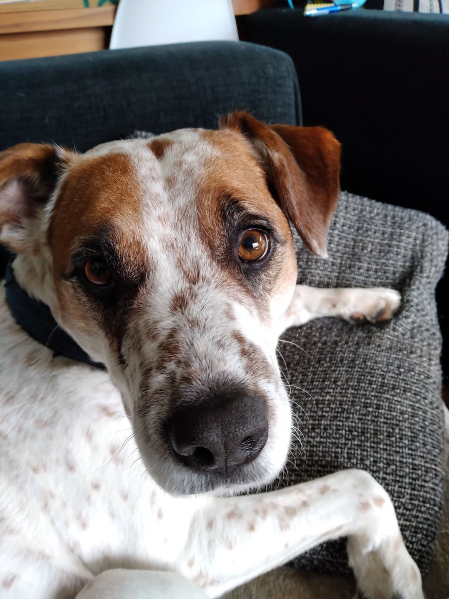 BaampunM's tweet photo. Hello! We are lovely crazy doggies in NZ. Baxter (Boxer x foxterrier), Amber (Pitbull x maybe Staffy?) and Punch the Boxer💖 nice meeting you💕 https://t.co/bEFdRvcUoF