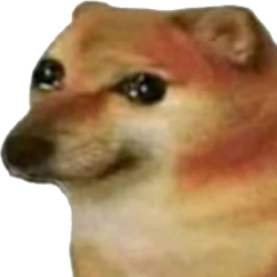 Kimoo - Own $DOBO or stay hobo tweet media