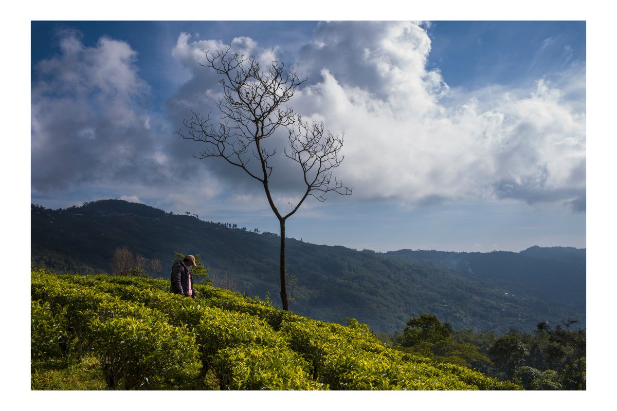 JunChiyabari's tweet photo. Supervisor Surya in his domain

#JunChiyabari #organic #tea #garden #naturalfarming #Nepal #AutumnHarvest2021 https://t.co/WiuKpiJReP