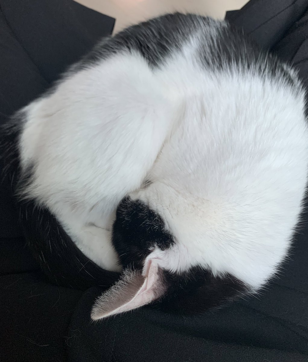 방금 as맡기느라 사라진 소파자리에서 엄마아 하면서 엉엉 울다가 앵겨서 잠든 우리 루나. 두돌 축하해 사랑해 아가