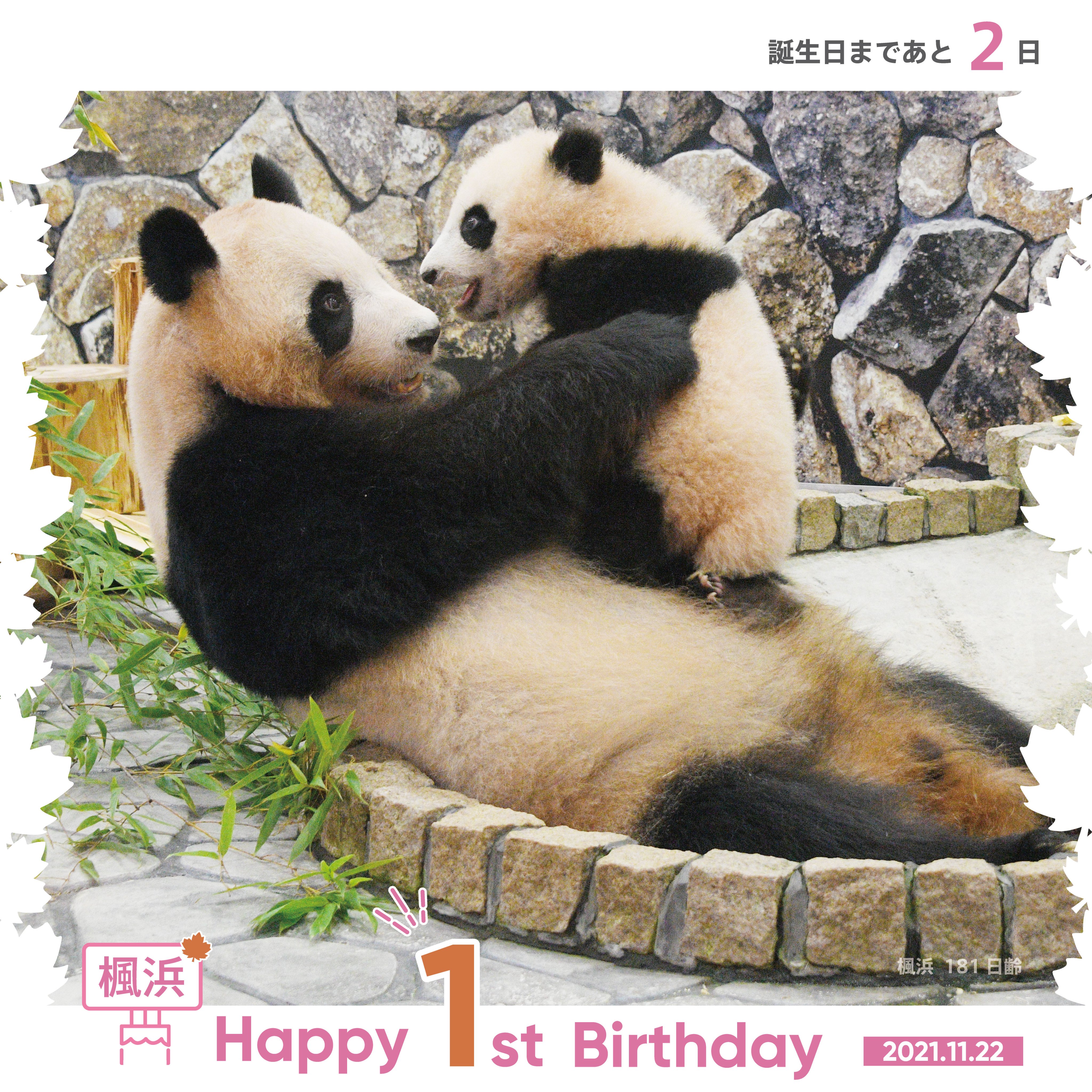 アドベンチャーワールド 公式 楓浜1歳の誕生日まであと2日 11 22 誕生日当日ご来園いただいたゲスト先着2 000名様に記念冊子とクリアファイルをプレゼント 楓浜 の成長を振り返りながら楽しめるすごろく付き 詳しくはこちら T Co