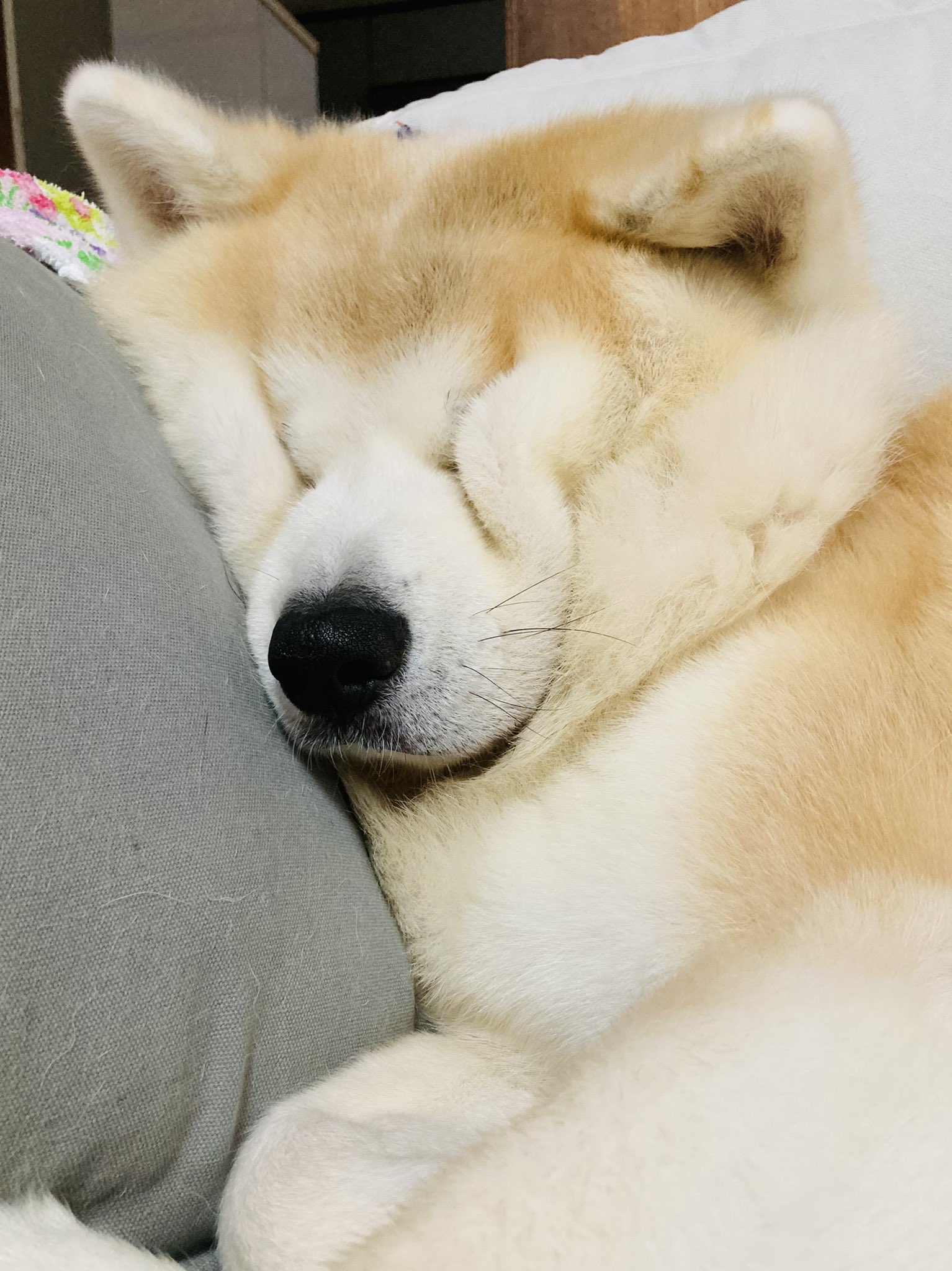 犬の寝顔 Twitter Search Twitter