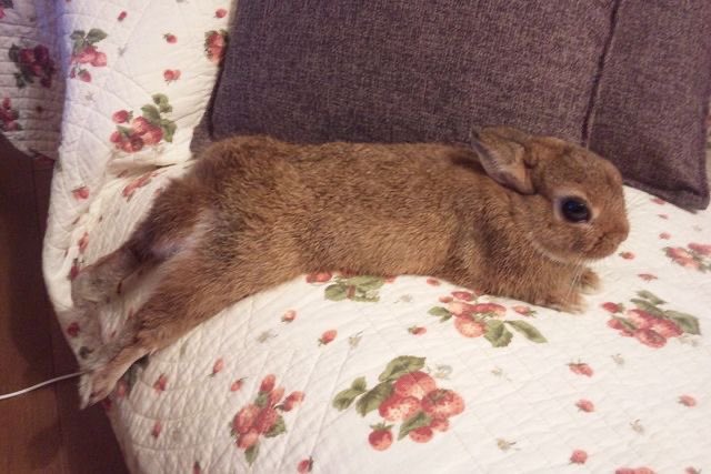 Bunnies (@rabbiteveryhour) on Twitter photo 