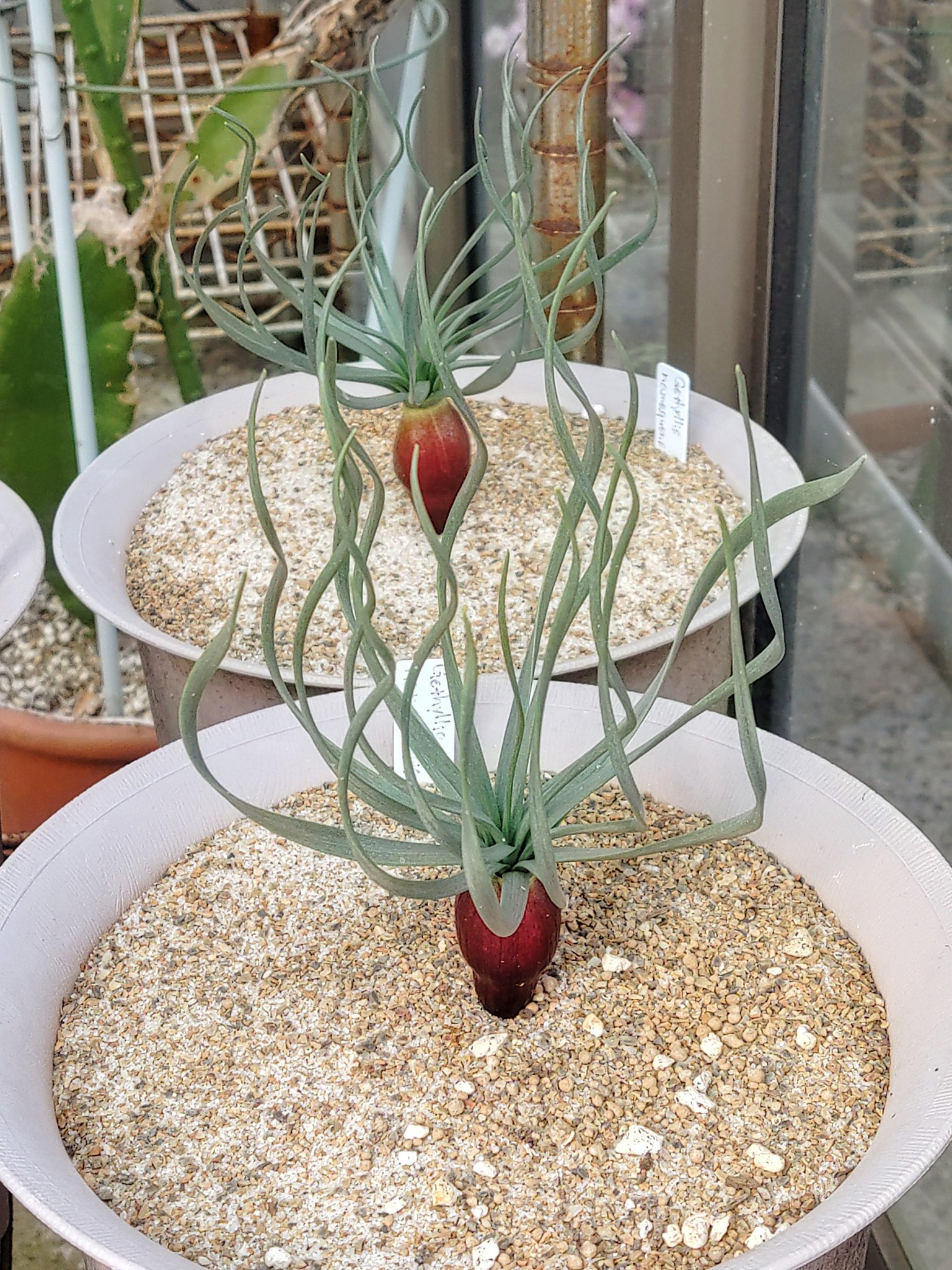 ゲチリス　ナマクエンシス Ruchia (るちあ) hisatsugu furuichi | Gethyllis namaquensis