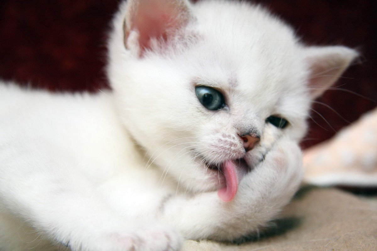 Беленьких котиков. Альбиносы британцы котята. Британец альбинос. Британский кот альбинос. Белый котенок.