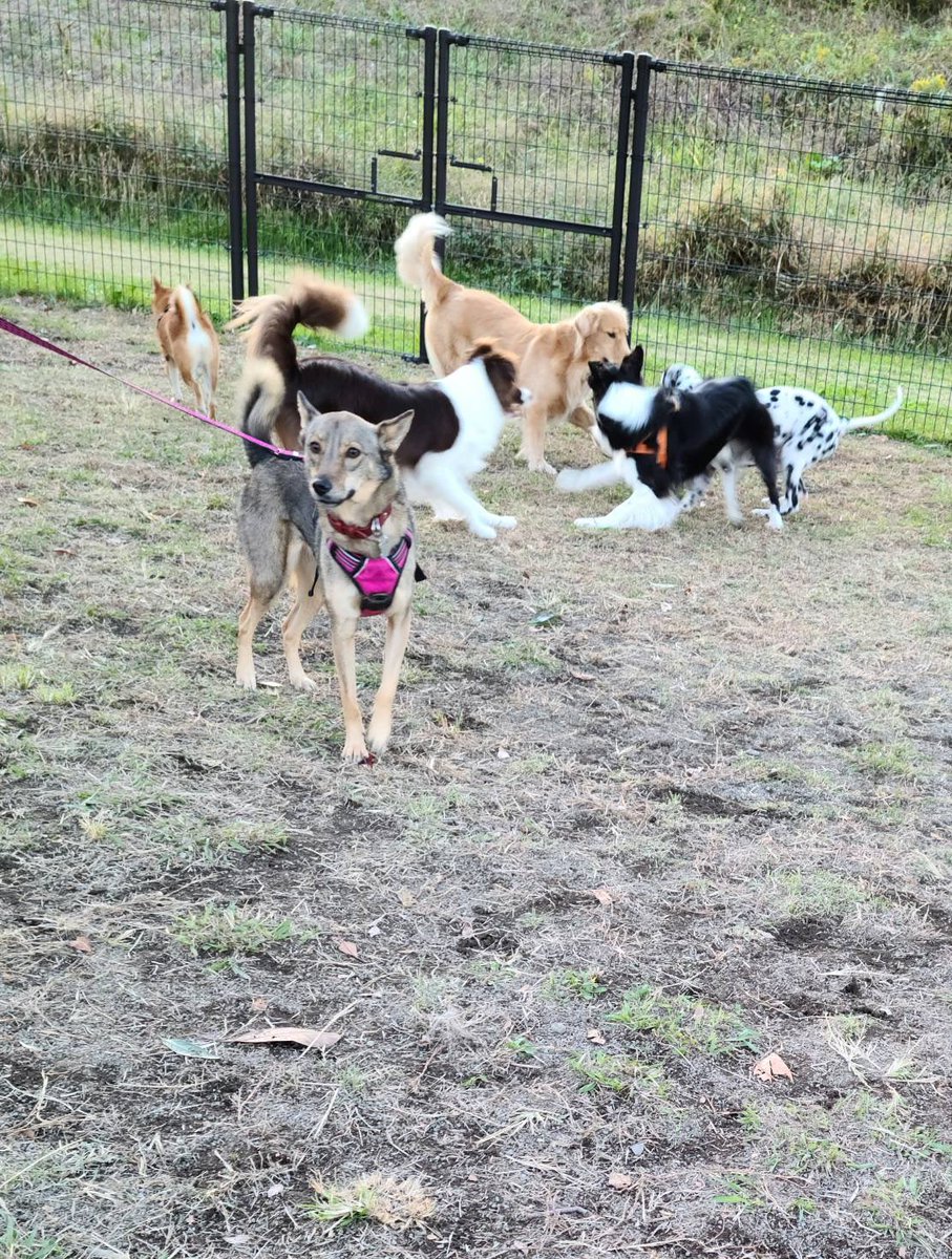 Npo法人 湘南にドッグランを作る会 Shonandogrun Twitter Npo法人 湘南にドッグランを作る会 Shonandogrun Twitter