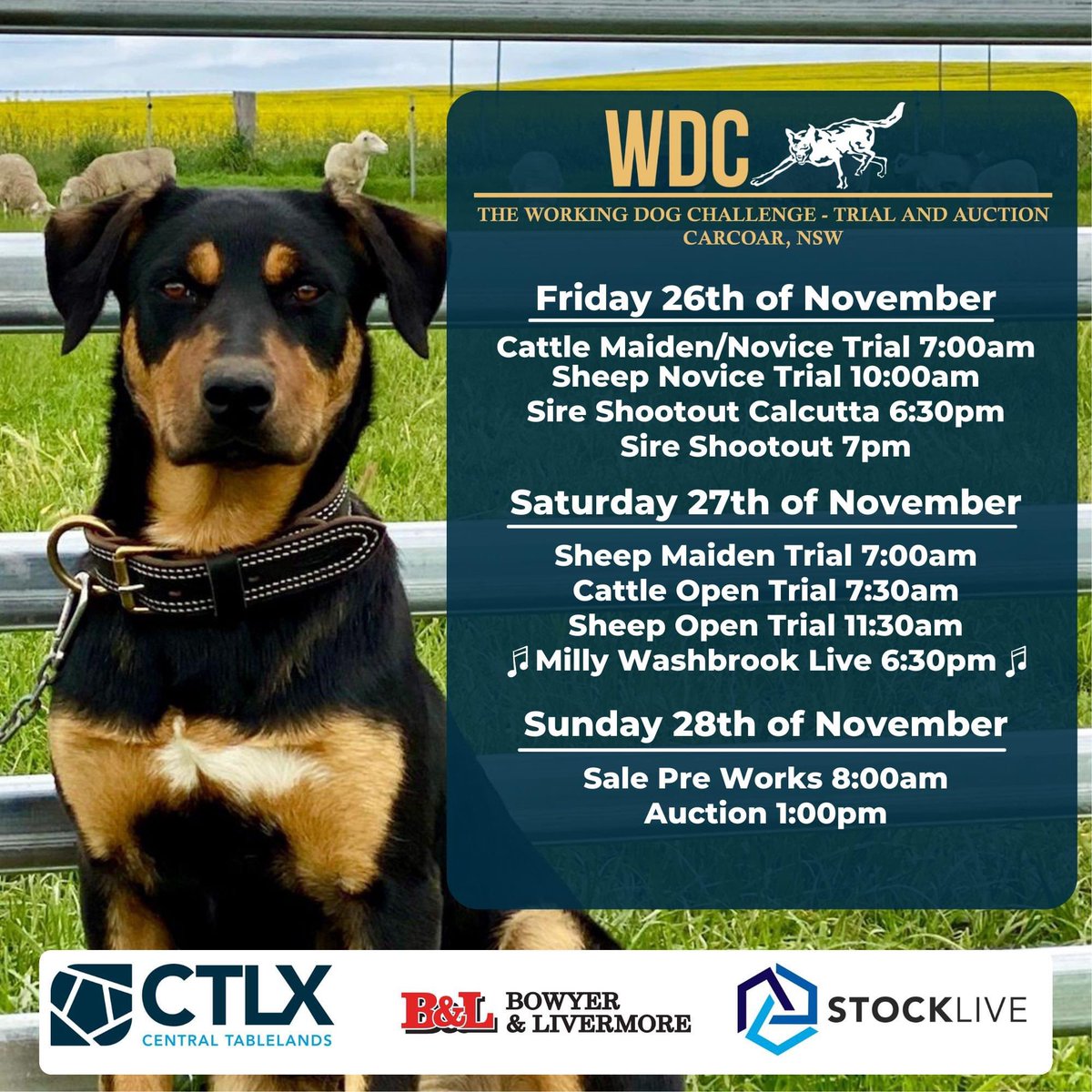StockLive (@stockliveaus) on Twitter photo Only a week to go until we are bringing you all the action from the Working Dog Challenge - Trial and Auction at <a href="/CTLX_Carcoar/">CTLX_Carcoar</a>
#dogsale #Auction #kelpies <a href="/AAMInvestments/">AAM Investment Group</a> Only a week to go until we are bringing you all the action from the Working Dog Challenge - Trial and Auction at <a href="/CTLX_Carcoar/">CTLX_Carcoar</a>
#dogsale #Auction #kelpies <a href="/AAMInvestments/">AAM Investment Group</a>