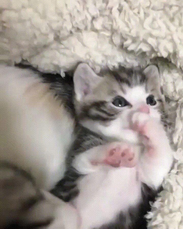 доброе утро, волшебницы и волшебники 🔮✨😽!!
колдую вам крутую и спокойную неделю, а вы пока просыпайтесь, умывайтесь, завтракайте, чистите зубки и пейте утренние лекарства 🥺.
магического понедельника¡!