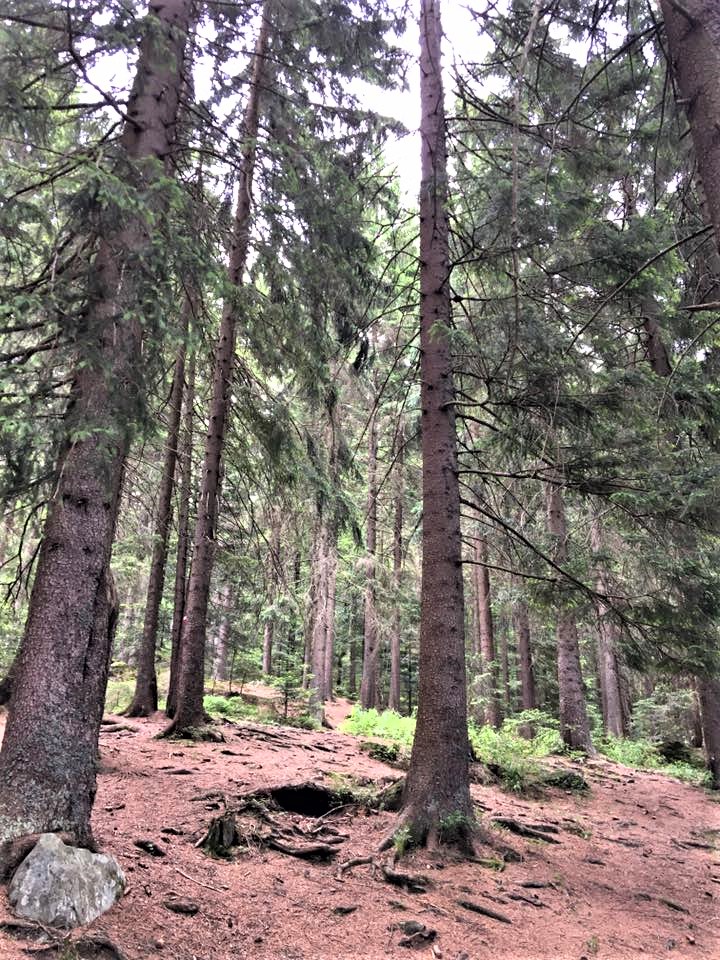 Greenisamissio1's tweet photo. Trees, each one is a friend of humanity, they provide for our survival and we treat them like a piece of merchandise that is worth nothing. Many have not yet understood that a forest is a living organism. Going into the forest with open eyes and ears would help to understand it. https://t.co/NJxGNyc4v0