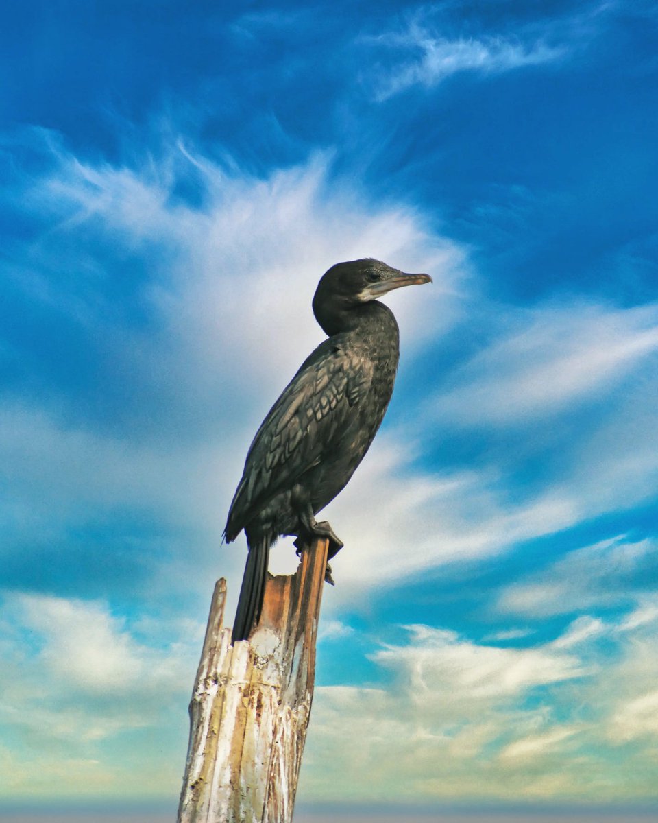 desi_boulevards's tweet photo. Bird watching at Kalijai Temple Island

https://t.co/X4RusTgrJj
https://t.co/L2f2jpfgpm 

#photography #photographer #travel #odishaphotographers #odisha #indianphotography #odishatourism #cloud #birding #island #birds #cloudscape

@odisha_tourism https://t.co/4bjm204j99