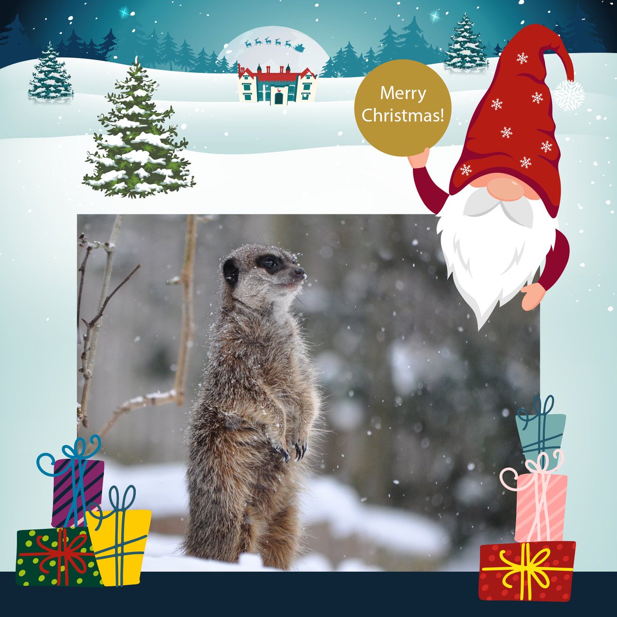 Marwellwildlife's tweet photo. Our 12 Days of Christmas competitions are back! 🎉🎁

From Monday 22 November, we’re giving away prizes to lucky winners for 12 days straight!

Visit our Facebook or Instagram pages for more information. Good luck! 🎉
#12DaysofMarwell https://t.co/BkhYYspBQf
