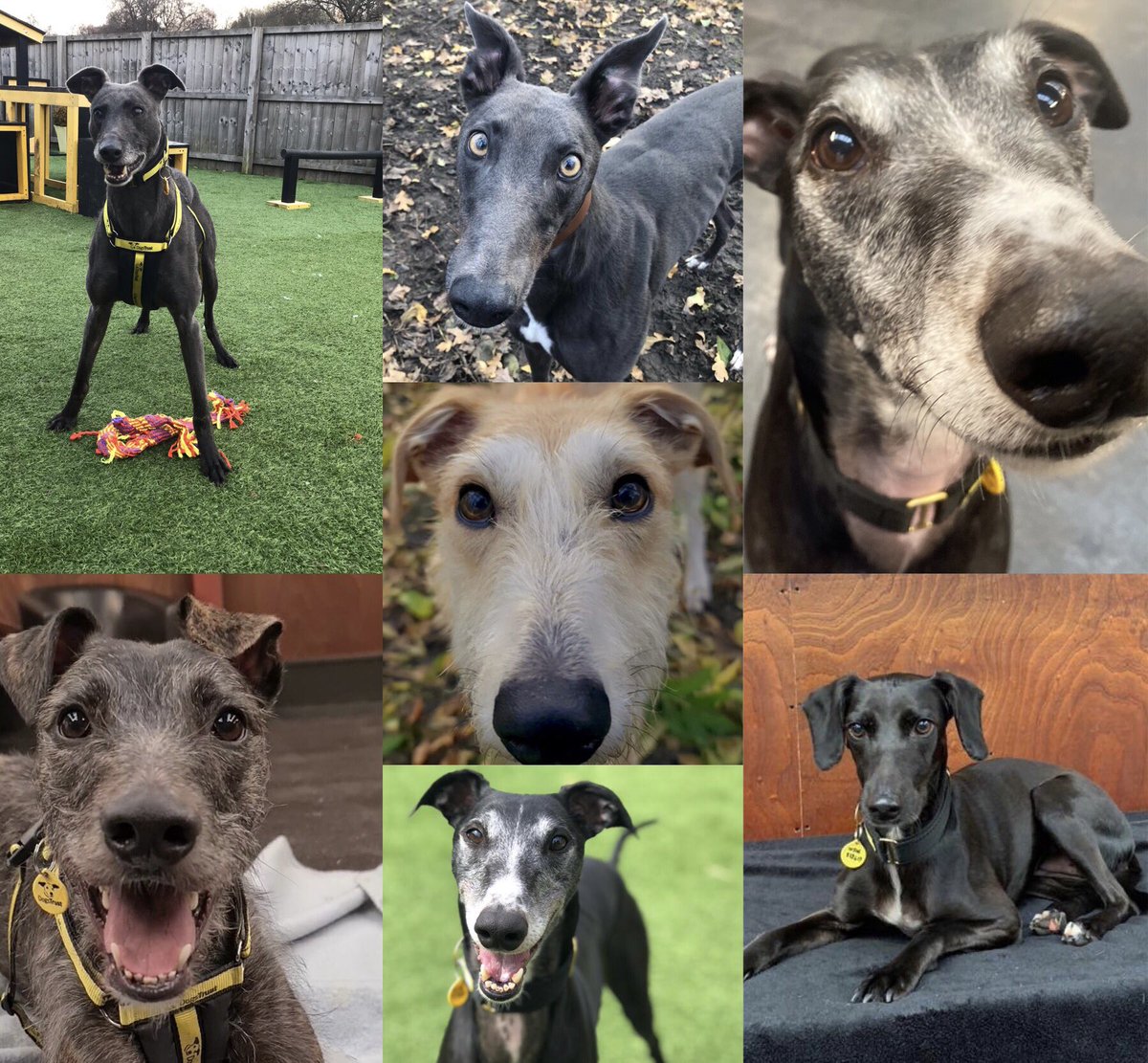 DT_WestCalder's tweet photo. ✨Sighthound Saturday!✨
How gorgeous is this lot?! 😍🐶 One of the biggest misconceptions of these types of dog is that they need an abundance of exercise 🏃🐕but more often than not, they love nothing more than cosying up in a comfy bed 😴🥰 @dogstrust #cosy #AdoptDontShop https://t.co/kryuFKYTzz