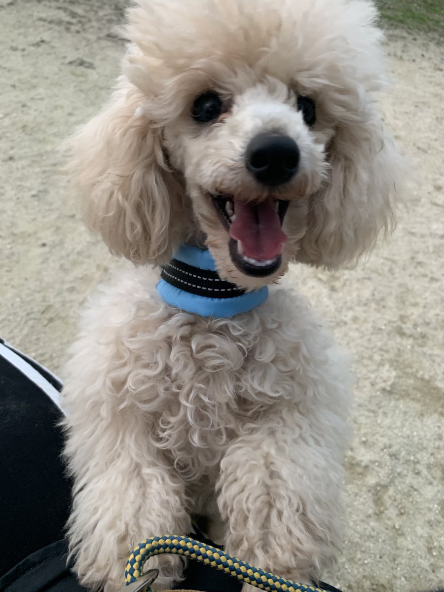 33dog_staff's tweet photo. プードルちゃん達
首輪慣れトレーニング♪ https://t.co/uFSlDnNWBn