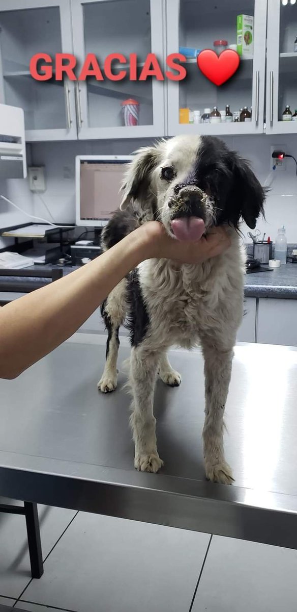 PatitasGdl 🐶 tweet media