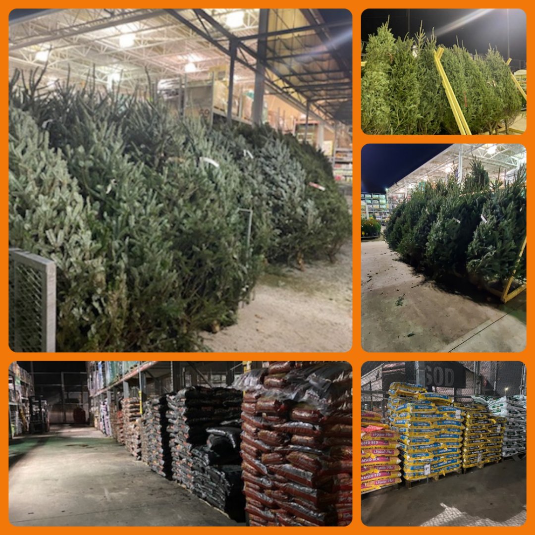 Mechelle Davis (@mechelleddavis) on Twitter photo Our first load of trees looking beautiful in the moonlight. Outside garden recovered and ready for the weekend. <a href="/JoseJim52583503/">Jose Jimenez</a> <a href="/KMTovey/">Keith Tovey</a> <a href="/williamkurzHD/">William Kurz</a> Our first load of trees looking beautiful in the moonlight. Outside garden recovered and ready for the weekend. <a href="/JoseJim52583503/">Jose Jimenez</a> <a href="/KMTovey/">Keith Tovey</a> <a href="/williamkurzHD/">William Kurz</a>