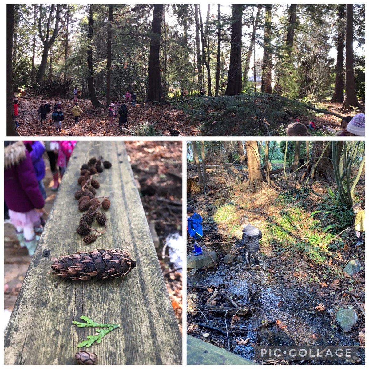 Jennifer Wong (@jenntangwong) on Twitter photo The great outdoors! Our first K adventure to Chatwin Park for ‘Natural November’! 🌲🌲 <a href="/HollyburnSchool/">Hollyburn Elementary School</a> <a href="/SylviaMarieKing/">Sylvia King</a> #westvaned The great outdoors! Our first K adventure to Chatwin Park for ‘Natural November’! 🌲🌲 <a href="/HollyburnSchool/">Hollyburn Elementary School</a> <a href="/SylviaMarieKing/">Sylvia King</a> #westvaned
