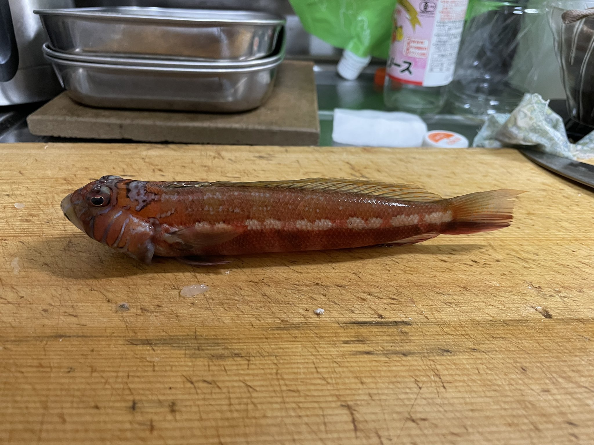 坂口恭平 トラギスを刺身で食べたんですけど これまじ美味いんですけど T T よっ 高級魚 T Co 3lh5jjo7gq Twitter 坂口恭平 トラギスを刺身で食べたんですけど これまじ美味いんですけど T T よっ 高級魚 T Co 3lh5jjo7gq Twitter