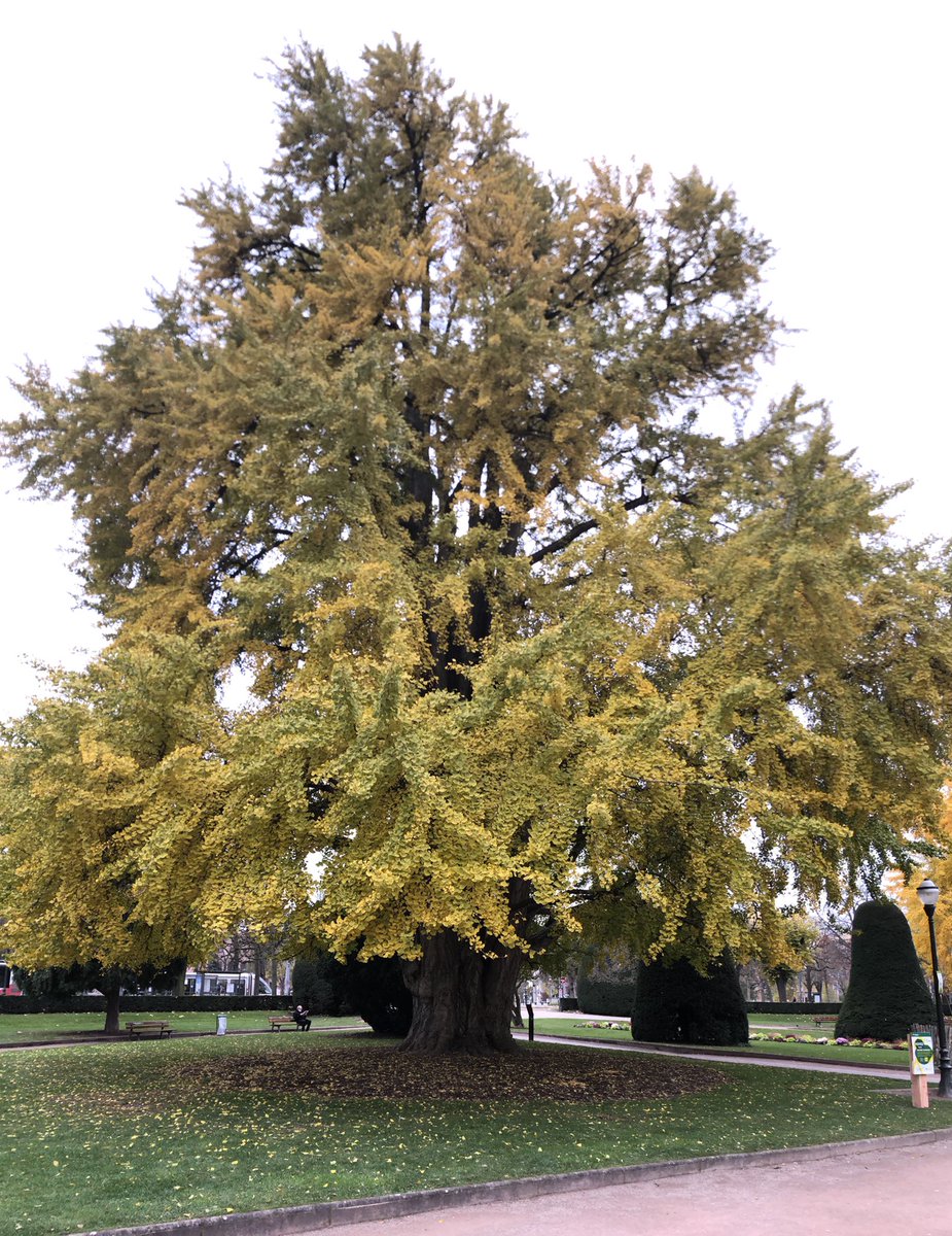 EricJC_Vial's tweet photo. Le plus bel arbre 🌳 de France ?
Offert par l’Empereur du Japon à l’Empereur Guillaume II. 
Le gingko biloba de #Strasbourg, 29 m de haut, 5,60 m de circonférence de tronc, une canopée dorée qui couvre plus de 500 m2, 120 ans. Votez ici 👉 https://t.co/DEPiZebnDa https://t.co/qEOZClR5td