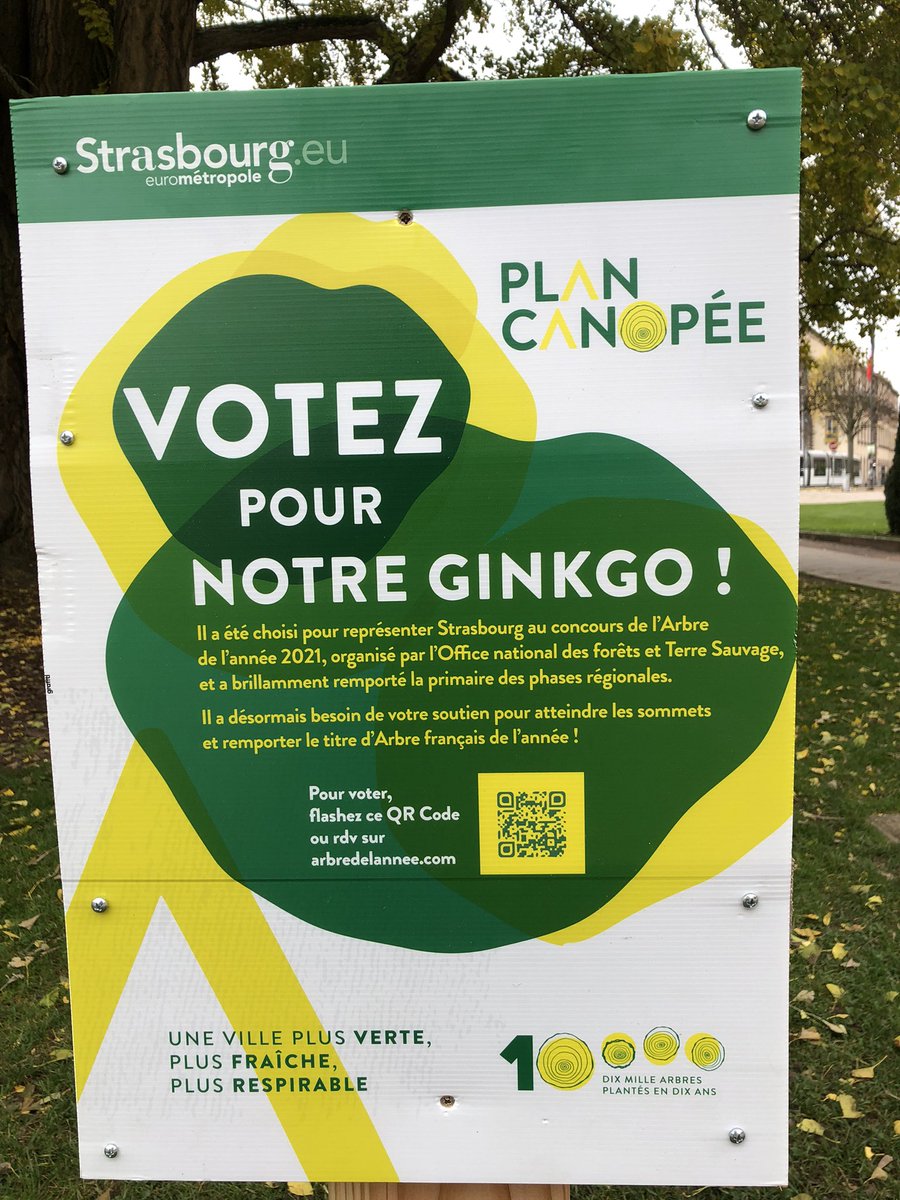 EricJC_Vial's tweet photo. Le plus bel arbre 🌳 de France ?
Offert par l’Empereur du Japon à l’Empereur Guillaume II. 
Le gingko biloba de #Strasbourg, 29 m de haut, 5,60 m de circonférence de tronc, une canopée dorée qui couvre plus de 500 m2, 120 ans. Votez ici 👉 https://t.co/DEPiZebnDa https://t.co/qEOZClR5td