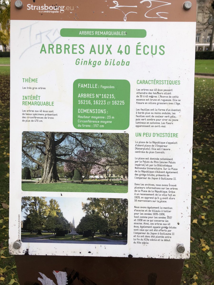 Le plus bel arbre 🌳 de France ?
Offert par l’Empereur du Japon à l’Empereur Guillaume II. 
Le gingko biloba de #Strasbourg, 29 m de haut, 5,60 m de circonférence de tronc, une canopée dorée qui couvre plus de 500 m2, 120 ans. Votez ici 👉 arbredelannee.com/candidatures/c…