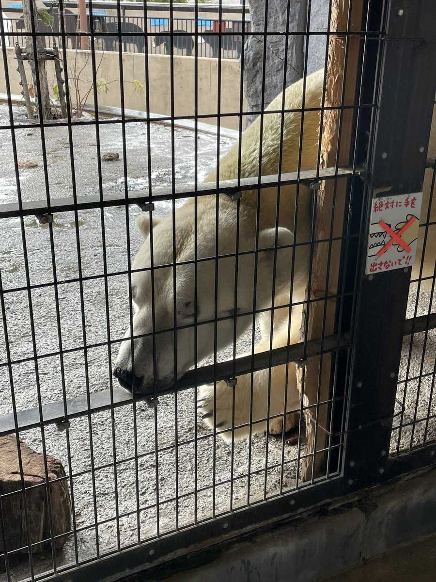 旭山動物園も行った 