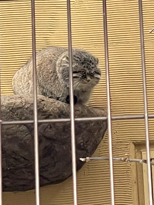 旭山動物園も行った 