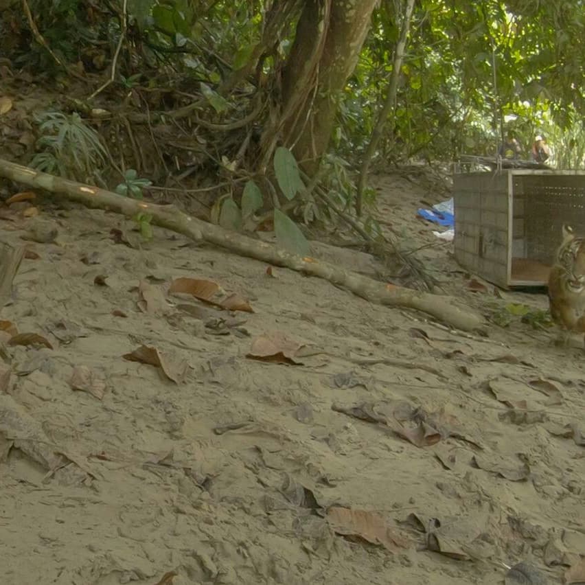 AcehBksda's tweet photo. Pelepasliaran Harimau Sumatera (Panthera tigris sumatrae)
“Putroe Kapho” Kembali ke Habitat Alaminya.
https://t.co/omHT3wDPUE
@KementerianLHK @ditjenksdae @tnleuser @WCS_ID
#sumateratiger #Tigers #Animal #conservation https://t.co/x5hL52Zw39