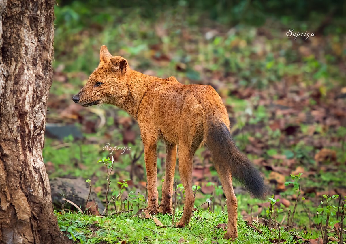 Photo of the Day: A dhole (also known as Asiatic wild dog, Indian wild dog or whistling dog) in Nagarhole National Park, India, by @D_Supriya 

If you would to be considered for Photo of the Day, use the hashtag #BBCWildlifePOTD. 
Find out more: discoverwildlife.com/submit-your-wi…