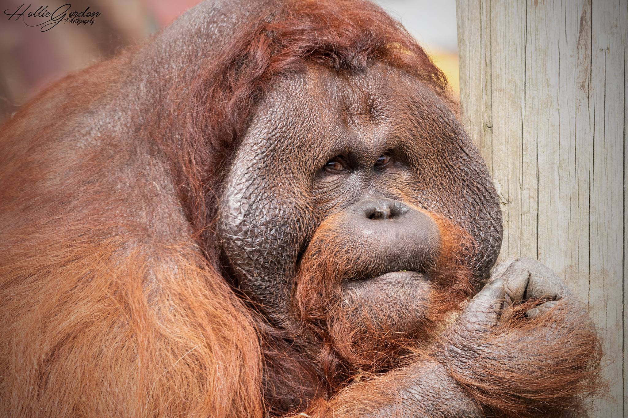 Blackpool Zoo on Twitter: Blackpool Zoo on Twitter: