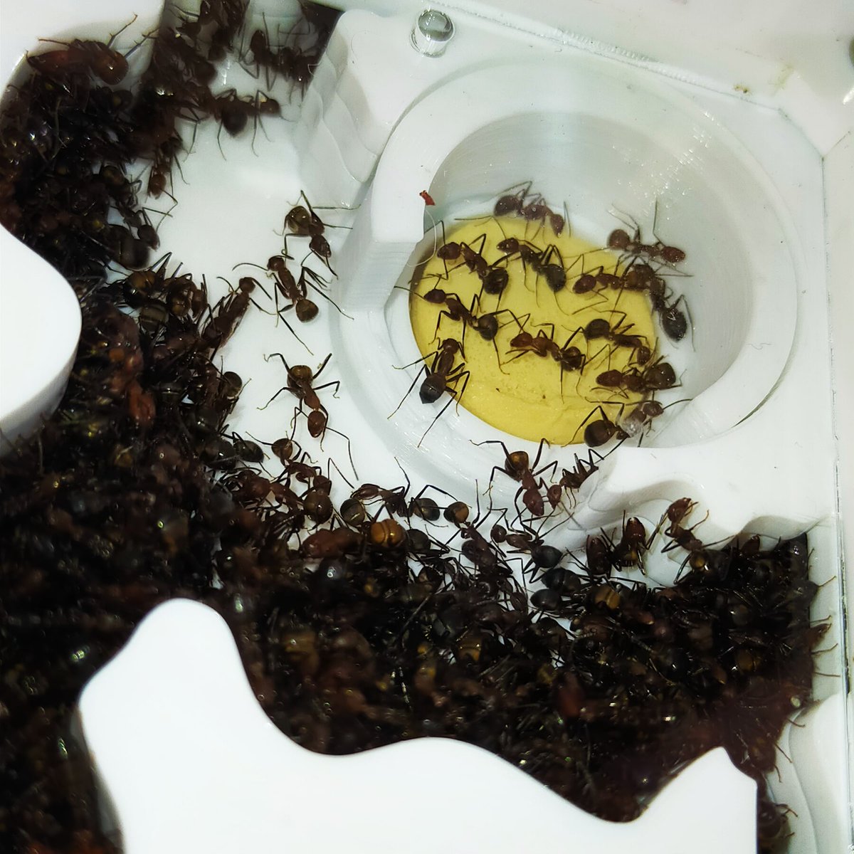 antderground's tweet photo. Después de mucho esfuerzo nos convertimos en la primera y única tienda de #hormigas de España. Ha costado pero ahí lo tenemos. Por el bien de ellas. Por el control de especies invasoras, y el tráfico ilegal.#antderground #antnectar #berga j https://t.co/5LkJmm6Msc